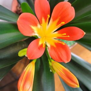 クンシラン,ベルフラワー,北海道,寒冷地,キュンキュン乙女倶楽部の画像