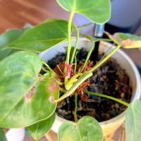 アンスリウムの画像