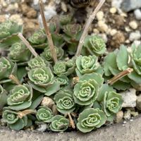 ミセバヤの画像