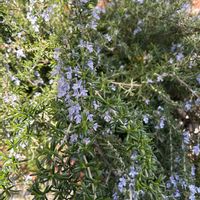 ローズマリーの画像