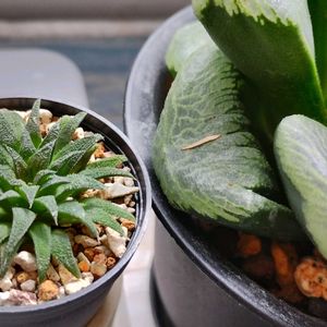 ハオルチア,多肉植物,ハオルチア属,癒し空間,小型種の画像