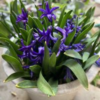 アネモネ,ヒアシンス,ミニバラ,シルバーリーフ…,鉢植えの画像