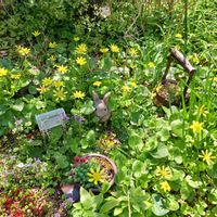 スノードロップ,フリージア,ムスカリ,矢車草,ヒメキンリュウカの画像