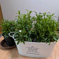 ナデシコ,大事に育てたい,癒やし,今日も笑顔で♡,今日もありがとう♡の画像