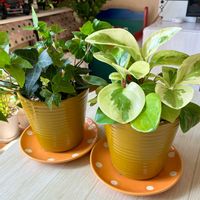 ヘデラ,ペペロミア,アイビー,観葉植物,挿し木から成長の画像