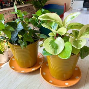 ヘデラ,ペペロミア,アイビー,観葉植物,挿し木から成長の画像