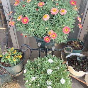 ボンザマーガレット サクラ,ボンザマーガレット サンセットオレンジ,ベランダガーデン,緑のある暮らし,ベランダの画像