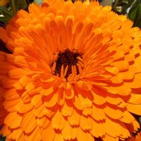 キンセンカ,キンセンカ,鉢植え,オレンジ,ベランダパトロールの画像