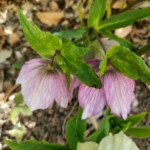 クリスマスローズ,クリスマスローズ,かわいい,開花,癒しの画像