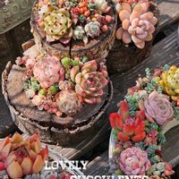 サボテン,寄せ植え,多肉植物,多肉寄せ植え,エケベリア属の画像