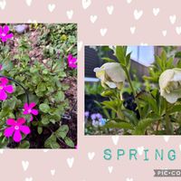 アネモネ,クリスマスローズ,ザクロ,オリオン,ツルコザクラの画像