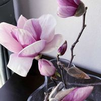 モクレン,モクレン,サラサモクレン,サラサモクレン,シモクレン(紫木蓮)の画像