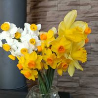 スイセン,スイセン,かわいい,開花,癒しの画像