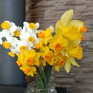 スイセン,スイセン,かわいい,開花,癒しの画像