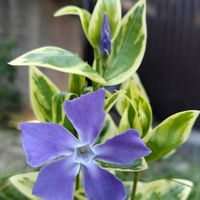 ツルニチニチソウ,斑入りツルニチニチソウ,地植え,庭の画像