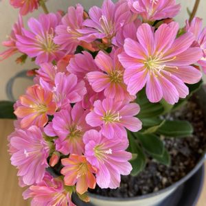 レウィシア,ガーデニング,ピンクの花,花のある暮らし,お花は癒しの画像