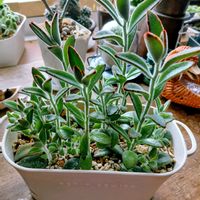 月兎耳,多肉植物,つぶやき,北海道,ありがとうの画像