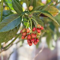 アオキ,岩手県の画像