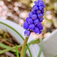 ムスカリ,鉢植え,球根植物,紫の花,青い花の画像