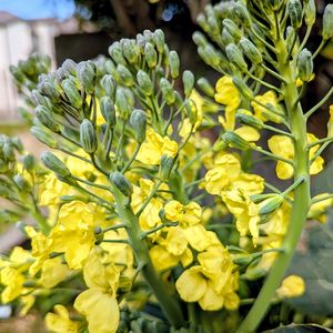 ブロッコリー,小さな畑の画像