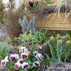 ハーブ,ガーデニング,無農薬,グラス女子(*ˊᵕˋ*)੭ ੈ,小さな庭の画像