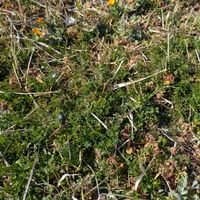 雑草,日記,こぼれ種,自己流,無農薬の画像