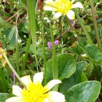 ヒメリュウキンカ,花言葉,山野草,しあわせ運べるように,日曜ビタミンカラー♪の画像