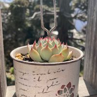 桃太郎,紅葉する多肉,植物のある暮らし,多肉植物のある暮らし,お日さまの画像