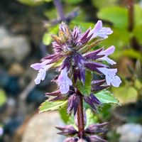 ヤブチョロギ,ハーブ,薬草,近所,荒地の画像