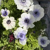 アネモネ,ガーデンシクラメン,八重咲き　アネモネ,球根,成長記録の画像