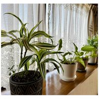 パキラ,パキラの新芽,ドラセナ　ワーネッキー・レモンライム,梅の挿木,春だねの画像