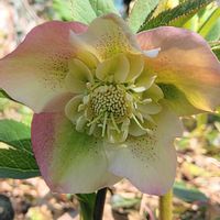 クリスマスローズ,地植え,マイガーデン,綺麗✨,チーム岐阜の画像