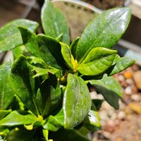 クチナシ,クチナシ,ミニバラ,ミニバラ,アロマティカスの画像