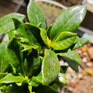 クチナシ,クチナシ,ミニバラ,ミニバラ,アロマティカスの画像