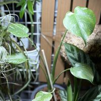 モンステラ,観葉植物,モンステラ タイコンステレーションの画像