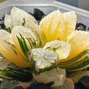 白帝城錦,ハオルチア属,多肉ちゃん,ボタニカルライフ,新芽の画像