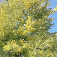 ミモザ,ミモザアカシア,黄色,緑のある暮らし,黄色の花の画像