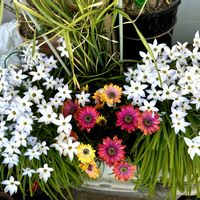 ハナニラ,オステオぺルマム,満開,良い天気,開花中の画像