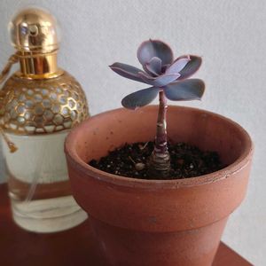 エケベリア属,たにく,パープル,愛しの紫,窓辺の画像