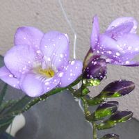 フリージア,ムスカリ,ゴールデンクラッカー,ヒナソウの画像