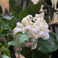 ヒヤシンス,アイビー,今日のお花の画像