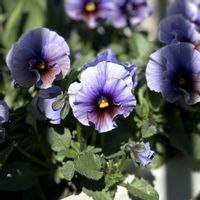 ビオラ,ビオラ エマーブル,ガーデニング,ビオラ・パンジー,ビオラ エマーブル ムーンライトの画像