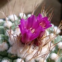 サボテン,菊水,赤花菊水,赤花菊水,銀牡丹の画像