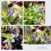 ワスレナグサ,勿忘草,꒰ღ˘◡˘ற꒱かわゅ~,植物中毒,今日の一枚❤の画像