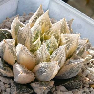 白雪絵巻錦 糊斑,ハオルチア属,多肉ちゃん,ボタニカルライフ,新芽の画像