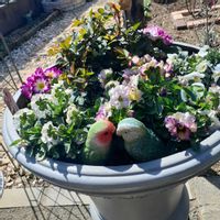 イベリス,ビオラ,プリムラ　ジュリアン,ひなそう,寄せ植えの画像