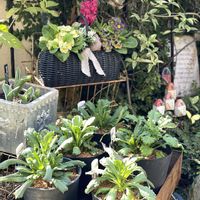 ガーデニング,緑のある暮らし,庭作り,庭の画像