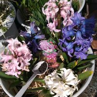 ヒヤシンス,モニター,香る花,Green Snap STORE,今日のお花の画像