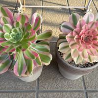 白鳳錦,アエオニウム　ピンクウィッチ,植物,多肉バカ,玄関先の画像