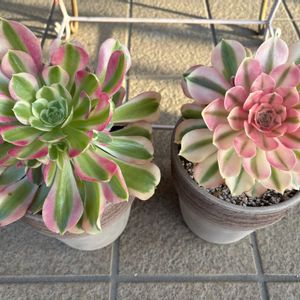 白鳳錦,アエオニウム　ピンクウィッチ,植物,多肉バカ,玄関先の画像